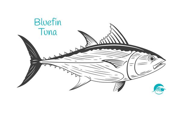 Ilustración dibujada a mano de atún rojo
 - Vector, imagen