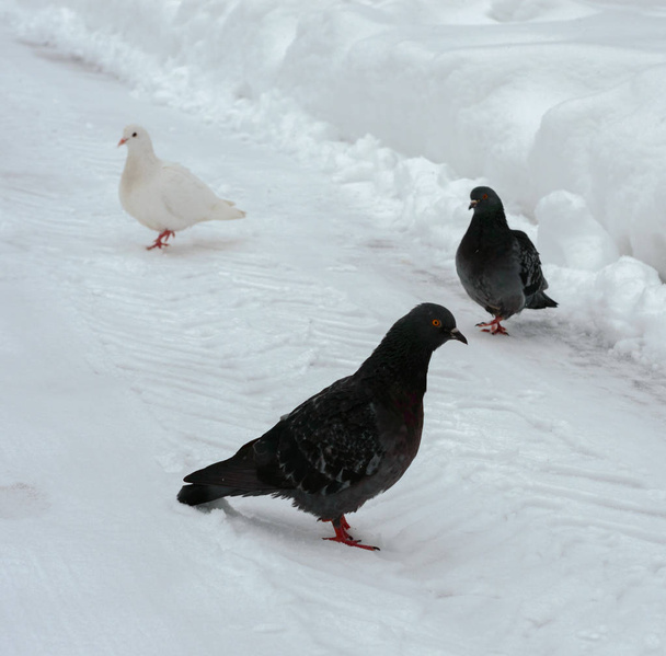 una bandada de palomas caminando en un parque de la ciudad
 - Foto, imagen