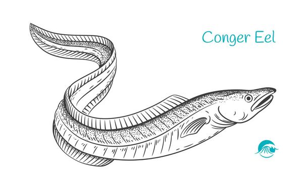 Conger Eel hand-drawn illustration - Vector, Image
