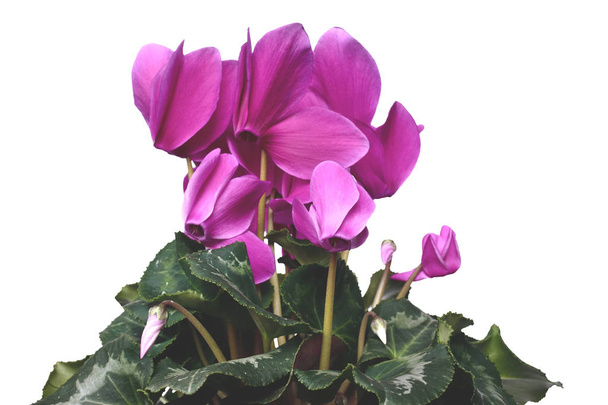 Hermosa planta de interior ciclamen flor (ciclamen purpurascens) floreciendo grandes flores brillantes de color rosa con hojas redondeadas densas verdes aisladas sobre fondo blanco
 - Foto, imagen