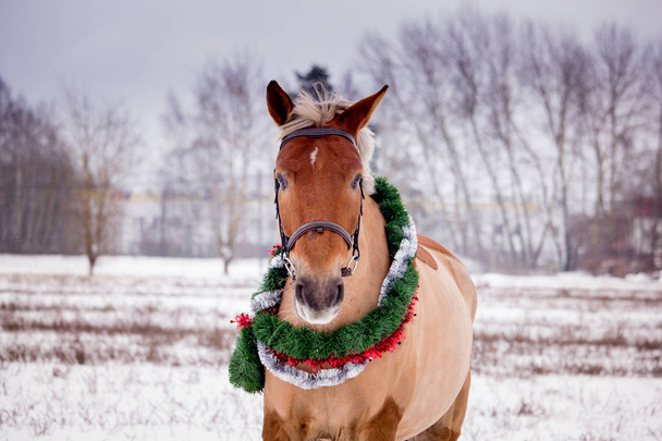 Bonito retrato de cavalo palomino no cenário de inverno
 - Foto, Imagem