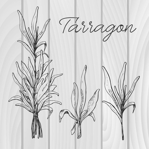 Hand drawn tarragon. Vector illustration of a sketch style - Vector, imagen