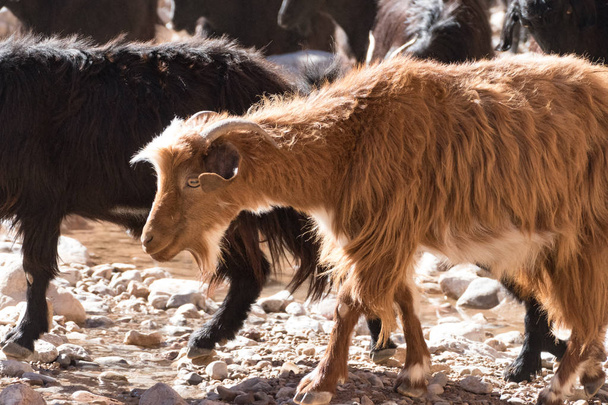 a herd of goatr in todra gorge in morocco in africa - Photo, Image
