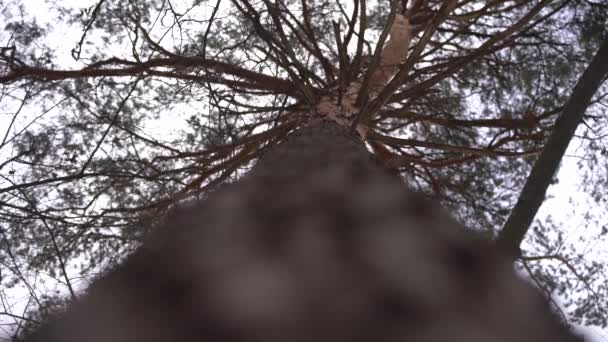 The pine tree in winter, view from below. Small snow falls - Záběry, video