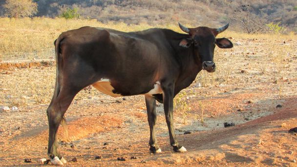 Hospodářská zvířata v prostředí farmy, krávy a voly v severovýchodní Brazílii, uprostřed caatinga - Fotografie, Obrázek