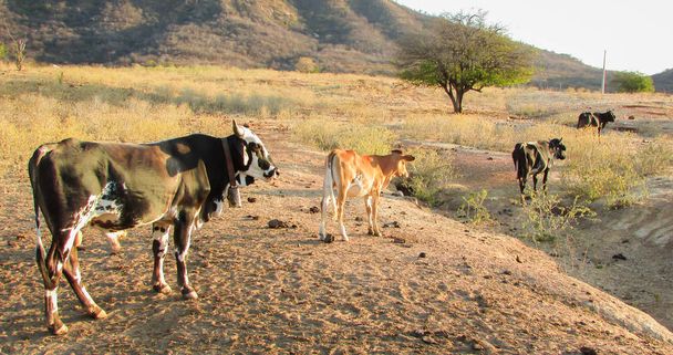 Kotieläimet tuotantoympäristössä, lehmät ja härät Koillis-Brasiliassa, caatinga
 - Valokuva, kuva