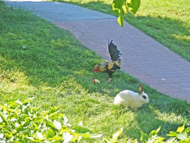 Coq et lapin sur herbe verte
 - Photo, image