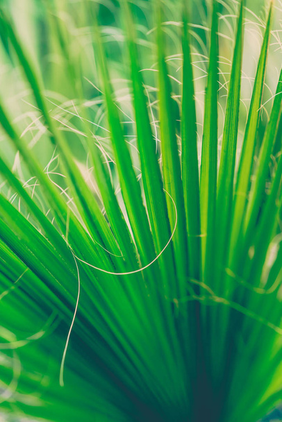 Закрыть зеленые листья лемоньей травы
 - Фото, изображение