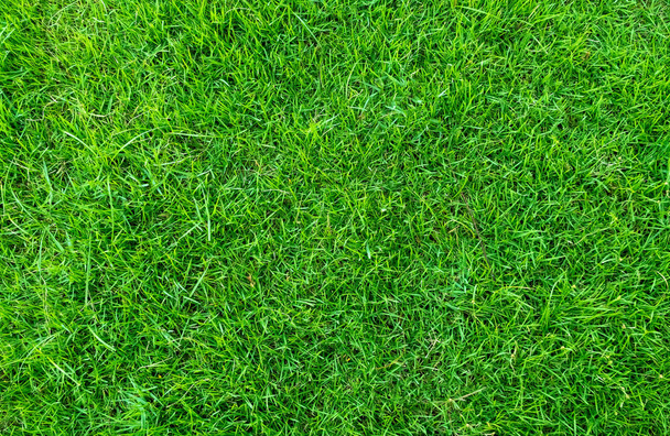 Groene gras textuur voor achtergrond. Groene gazon patroon en textuur achtergrond. Voorgrond beeld. - Foto, afbeelding