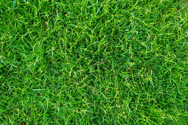 Zielona konsystencja trawy na tło. Zielony wzór trawnika i tło tekstury. Obraz z bliska. - Zdjęcie, obraz