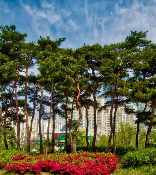  Πευκόφυτο τοπίο στην Κορέα - Φωτογραφία, εικόνα
