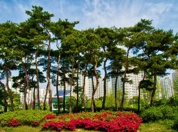  Πευκόφυτο τοπίο στην Κορέα - Φωτογραφία, εικόνα