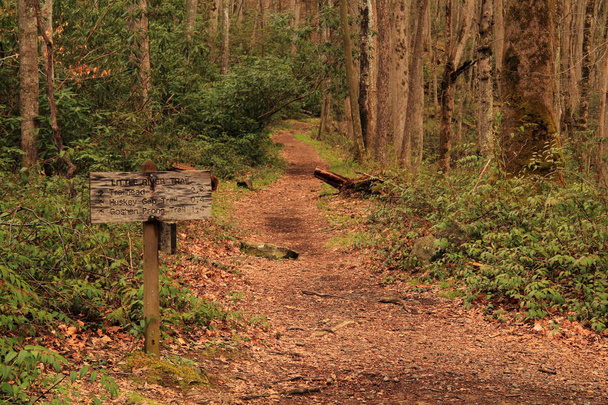 El sendero escénico Cucumber Gap Trail es una ruta de senderismo de moderada a extenuante ubicada en la sección Elkmont del Parque Nacional Great Smokey Mountains, Tennessee.
 - Foto, Imagen