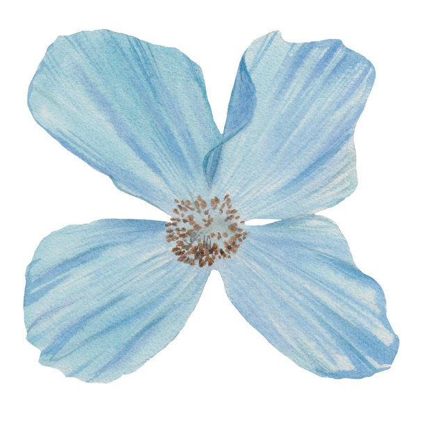 Watercolor flower isolated on white background. Hand draw watercolor illustration. Design element. - Valokuva, kuva