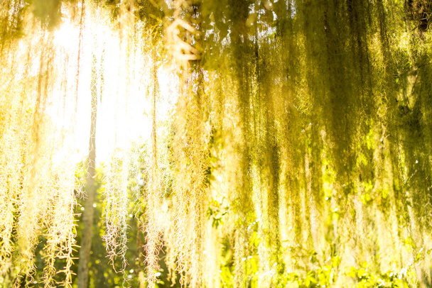 Colgando brillante follaje verde con sol brillando a través de
 - Foto, Imagen