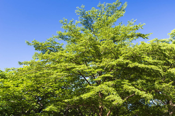 Árboles verdes con cielo azul
 - Foto, Imagen