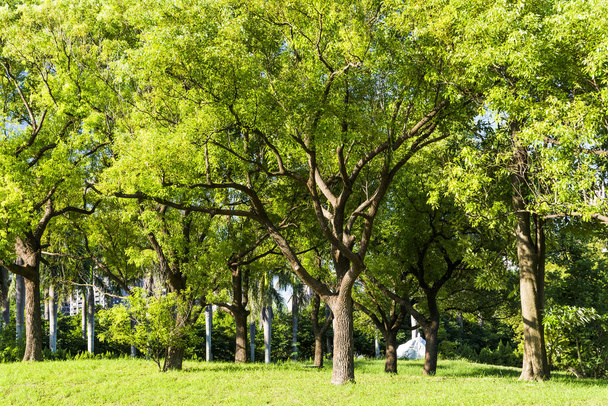 Mavi gökyüzü olan yeşil ağaçlar - Fotoğraf, Görsel