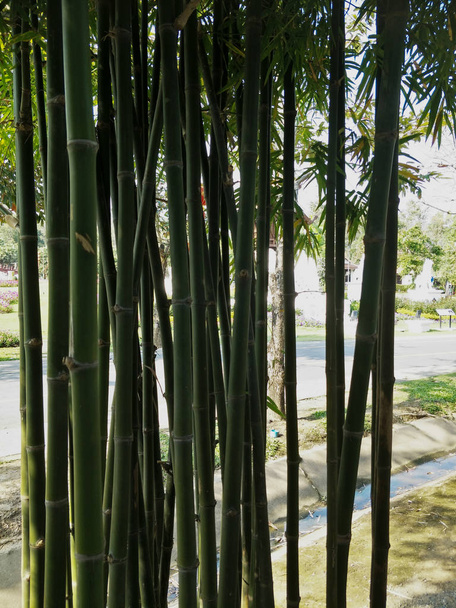 Бамбукове дерево в саду
 - Фото, зображення