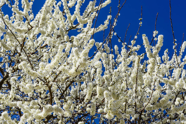Gałęzie z kwitnące białe Prunus padus - Zdjęcie, obraz