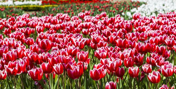 Beautiful tulip flower in the garden - Foto, afbeelding