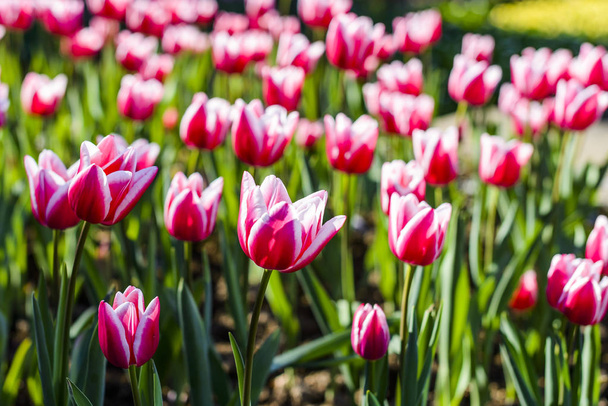 Beautiful tulip flower in the garden - Φωτογραφία, εικόνα