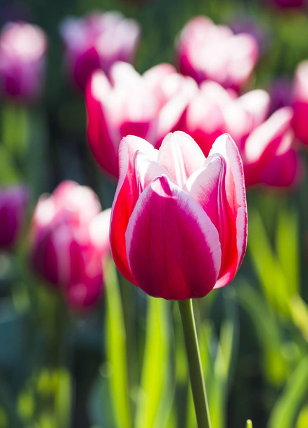 Красивый цветок тюльпана в саду - Фото, изображение