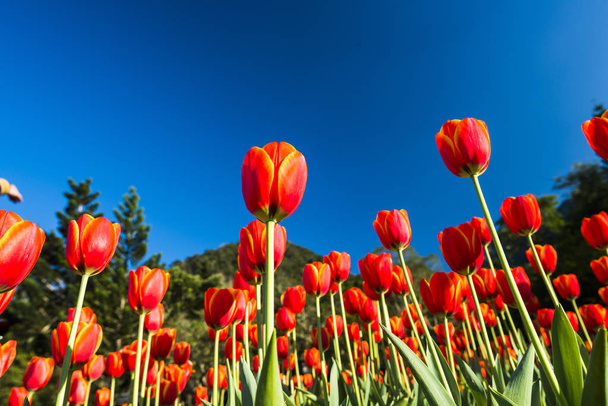 Hermosos tulipanes sobre fondo azul cielo
 - Foto, imagen