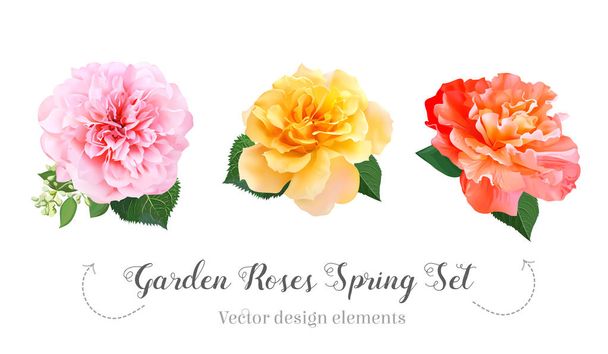 Aquarel stijl tuin rozen, pioenroos voorjaar set.  - Vector, afbeelding