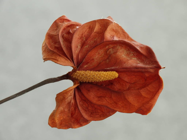 detail view of Dry Anthurium Bloom - Fotoğraf, Görsel