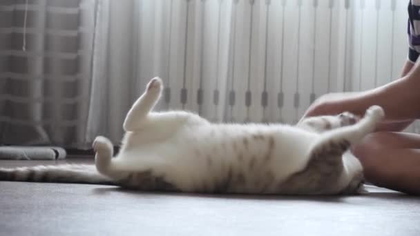 tinédzser játszik egy macska, a házban. - Felvétel, videó