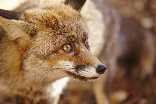 フォックス ヘッド フォレストの詳細です。フォレスト内の野生動物 - 写真・画像