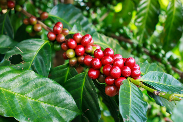 Árbol de café con grano de café en la granja y plantaciones en Tailandia. - Foto, imagen