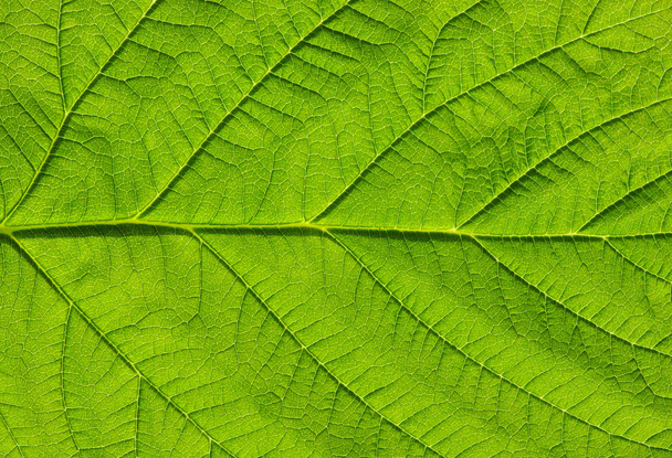 green leaf texture - Foto, Bild