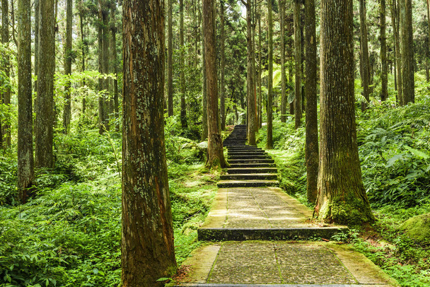 Escalier en pierre dans la forêt verte
 - Photo, image