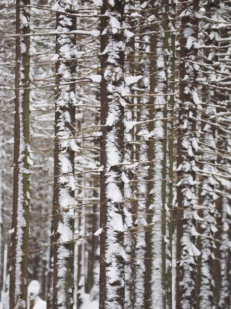 spruce forest in winter - 写真・画像