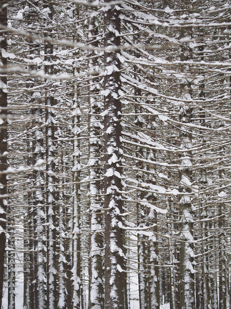 spruce forest in winter - Фото, изображение