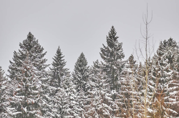 spruce forest in winter - Photo, Image