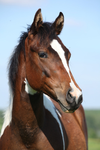 Portret van mooie jonge verf paard mare - Foto, afbeelding
