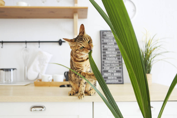 Beautiful bengal cat on white kitchen table with the palm plan - Fotoğraf, Görsel