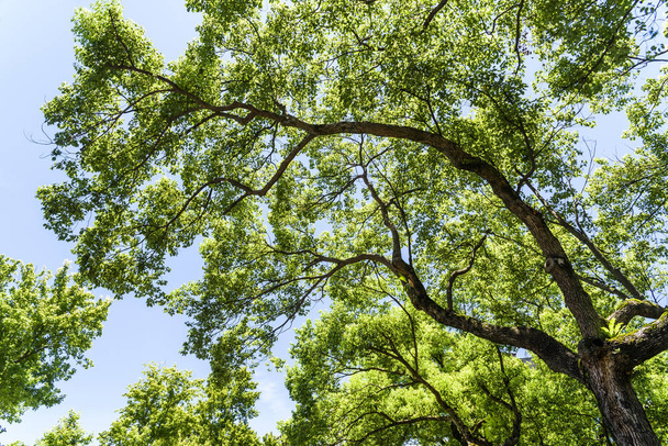 青空を背景に緑豊かな木々 - 写真・画像