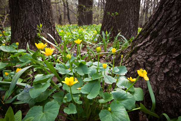 Glade of Yellow spring flowers (Ficaria verna) in the forest - Photo, Image