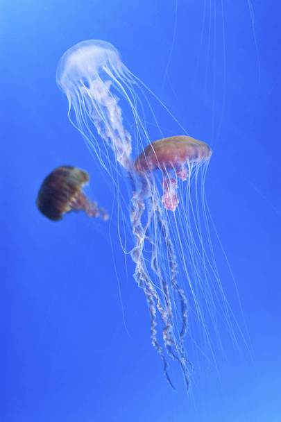 Медузы (Chrysaora fuscescens или тихоокеанская морская крапива)  - Фото, изображение
