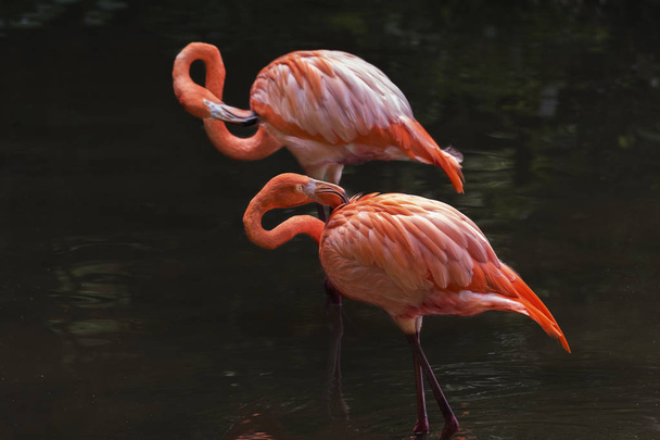 Flamingo bird in pond - Фото, изображение