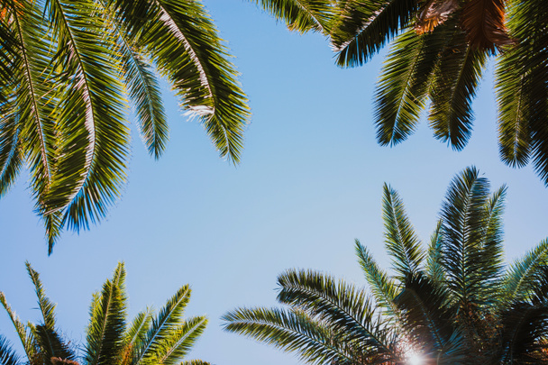 Palm trees with blue sky - Φωτογραφία, εικόνα
