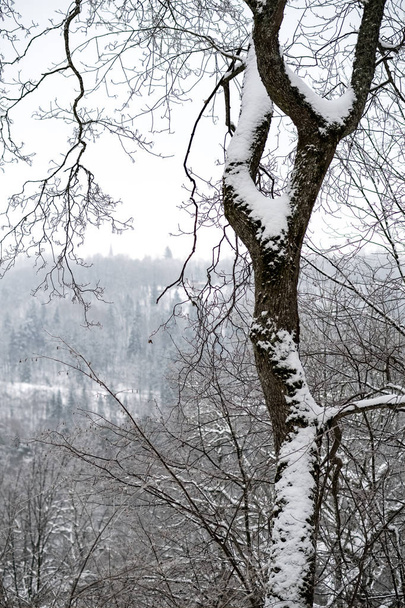 árvores cobertas de neve na floresta de inverno. dia nublado com cargas de neve
 - Foto, Imagem