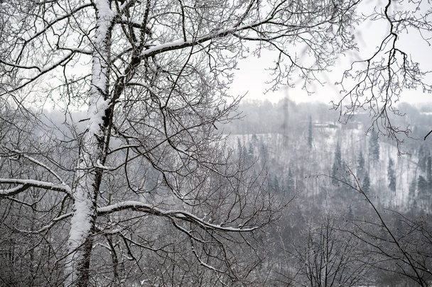 árvores cobertas de neve na floresta de inverno. dia nublado com cargas de neve
 - Foto, Imagem