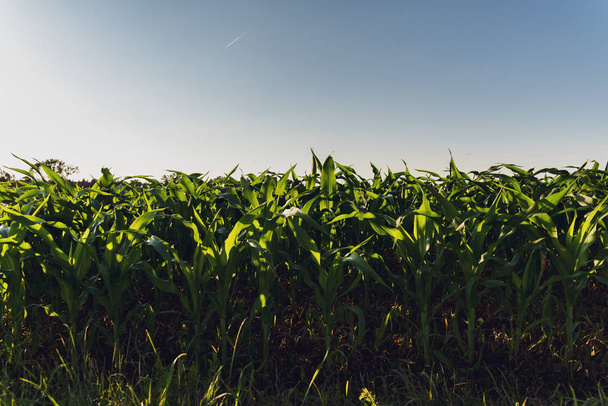 Rows of corn in the sun agricultural - Fotoğraf, Görsel