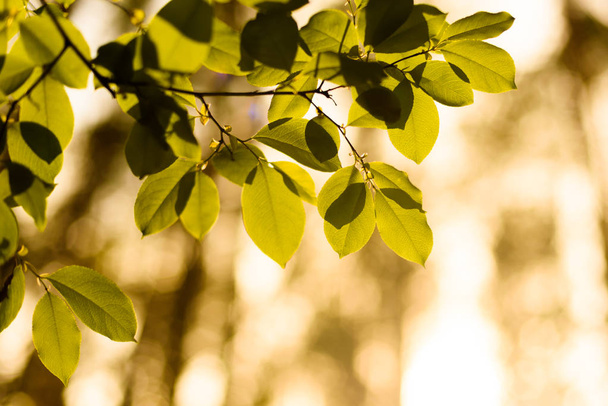 Blätter zurück beleuchtet von der Frühlingssonne - Foto, Bild