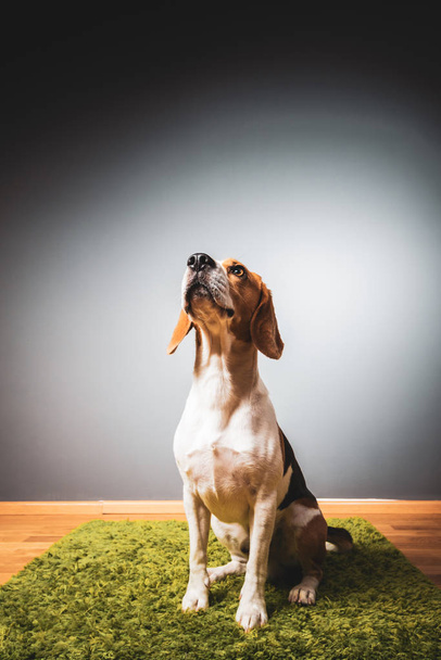 Beagle dog on a grey background sitting on a green rug looking up - Foto, imagen