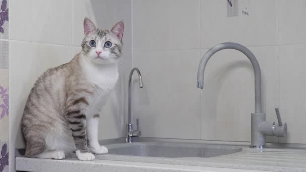 mavi gözlü hafif çizgili kedi mutfakta musluktan su içer. - Video, Çekim